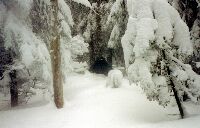 Kothe im Schnee